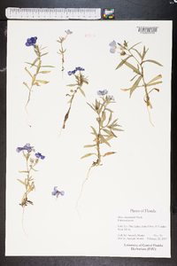 Phlox drummondii image