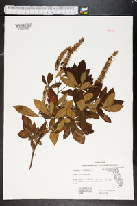 Clethra alnifolia image