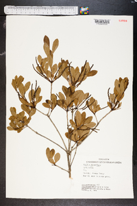 Cyrilla racemiflora image