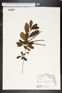 Cyrilla racemiflora image