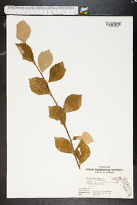 Styrax americanus image