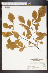 Styrax americanus image