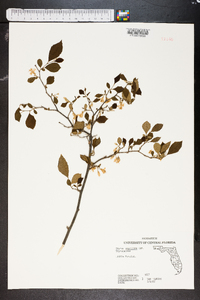 Styrax americanus image