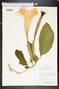 Brugmansia suaveolens image