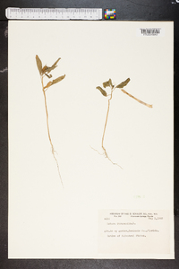 Datura stramonium image