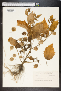 Nicandra physaloides image