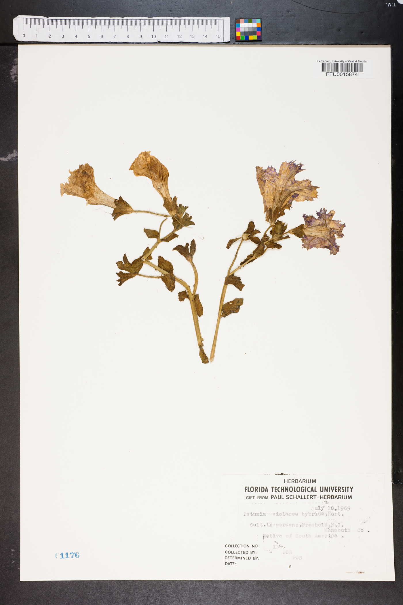 Petunia violacea image