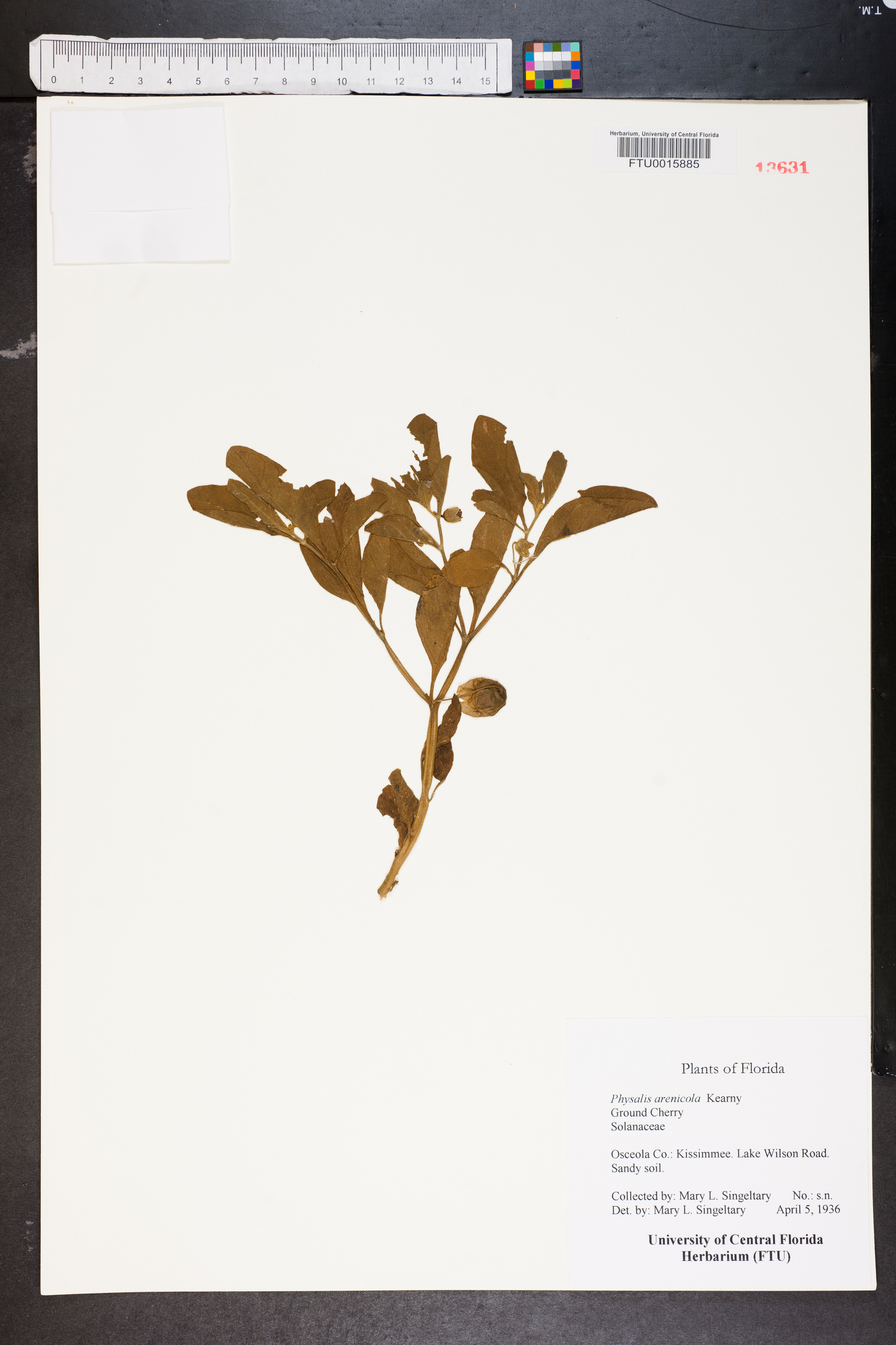 Physalis arenicola image