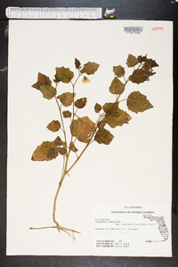 Physalis arenicola image