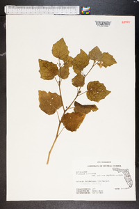 Physalis arenicola image