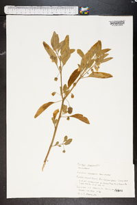 Physalis walteri image
