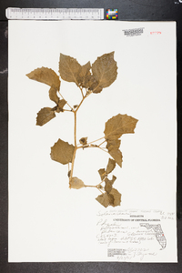 Physalis pubescens image