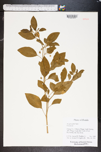 Physalis walteri image