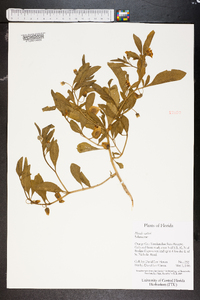 Physalis walteri image