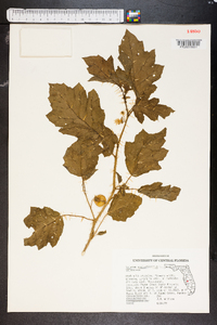 Solanum aculeatissimum image