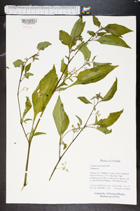 Solanum americanum image