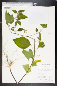 Solanum americanum image