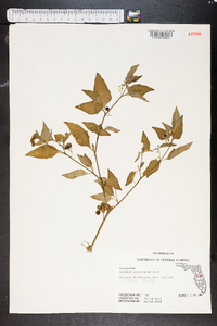 Solanum americanum image