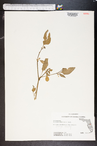 Solanum americanum image