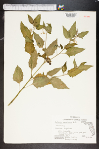 Solanum americanum image