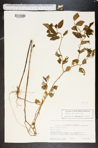 Solanum americanum image