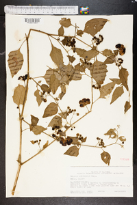 Solanum americanum image