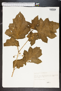 Solanum elaeagnifolium image