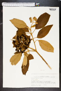 Solanum erianthum image