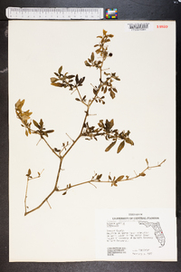 Solanum gracile image