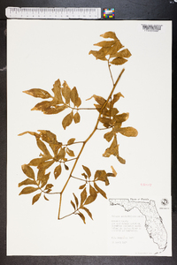 Solanum seaforthianum image
