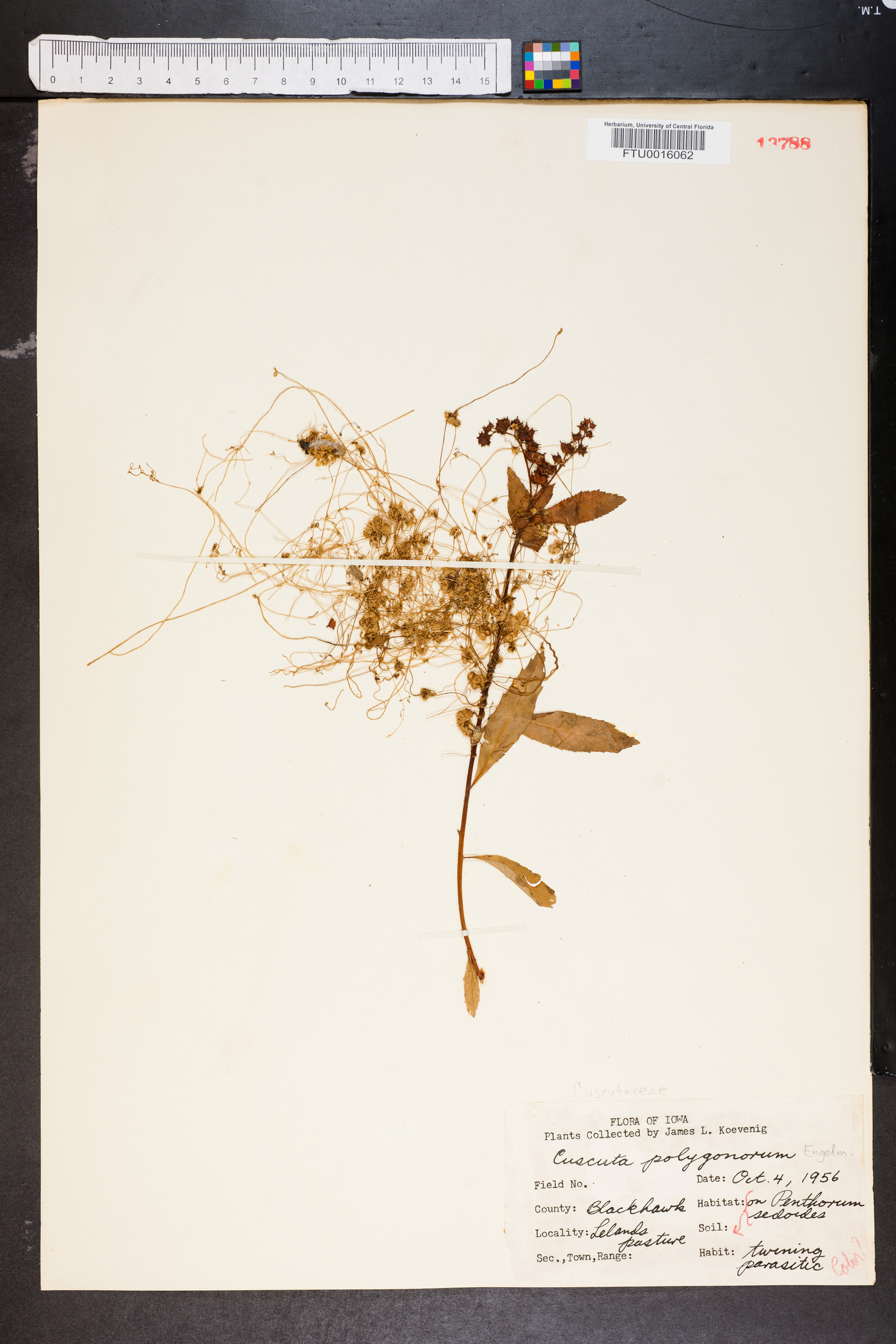 Cuscuta polygonorum image