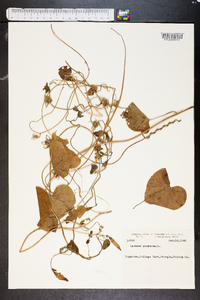 Ipomoea hederacea image