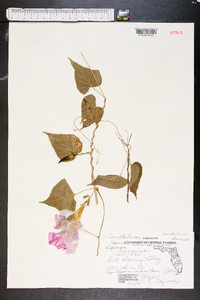 Ipomoea indica image