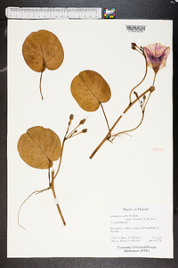 Ipomoea pes-caprae image