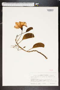 Ipomoea pes-caprae image