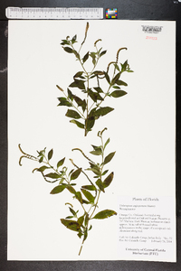 Heliotropium angiospermum image