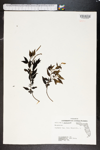 Heliotropium angiospermum image