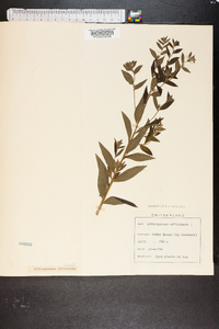 Lithospermum officinale image