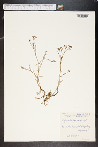 Asperula cynanchica image