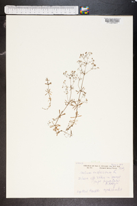 Galium austriacum image