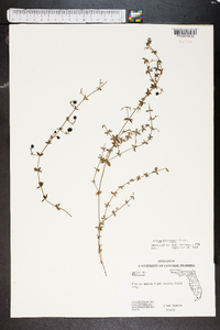 Galium hispidulum image