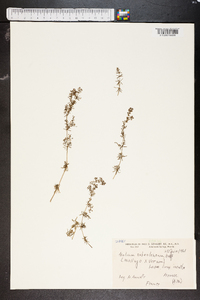 Galium ochroleucum image