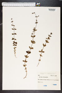 Galium pilosum image