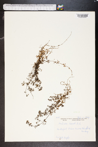 Galium saxatile image
