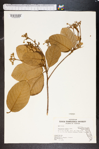 Guettarda scabra image