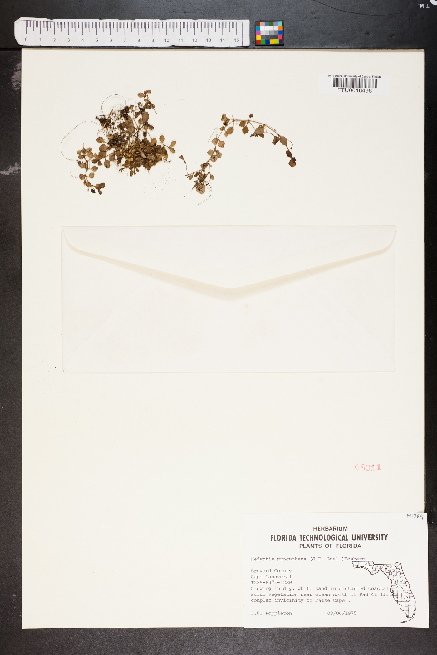 Hedyotis procumbens image