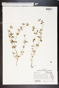 Hedyotis uniflora image