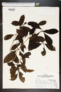 Morinda umbellata image