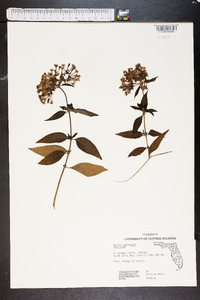 Pentas lanceolata image