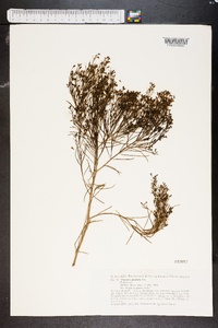 Plocama pendula image